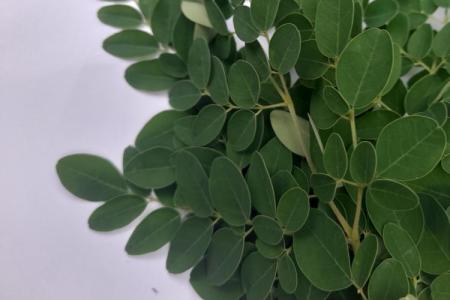 විජලිත කොල කැද...මුරුංගා පව්ඩර් ..කරපිංචා පව්ඩර් හීන් බෝවිටියා පව්ඩර් 